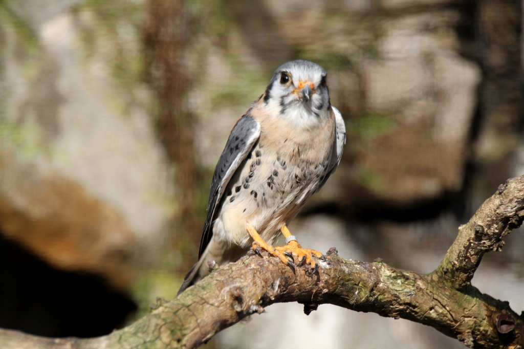 Mnnlicher Buntfalke oder auch Amerikanischer Turmfalke (Falco sparverius) am 25.2.2010 im Zoo Berlin.
