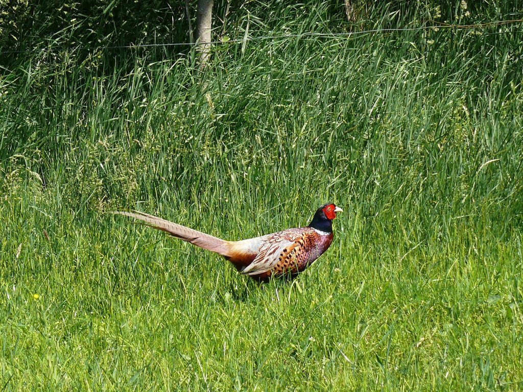 Mnnlicher Fasan (Phasianus colchicus) in freier Wildbahn auf der Insel Fhr; 03.06.2011
