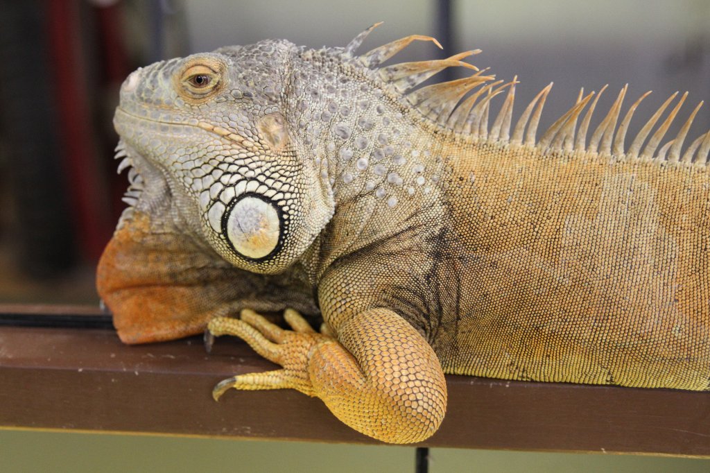 Mnnlicher Grner Leguan (Iguana iguana iguana) am 3.10.2010 im Bird Kingdom in Niagara Falls,Ont. Dieses Tier darf auch auerhalb des Kopfes angefasst werden.
