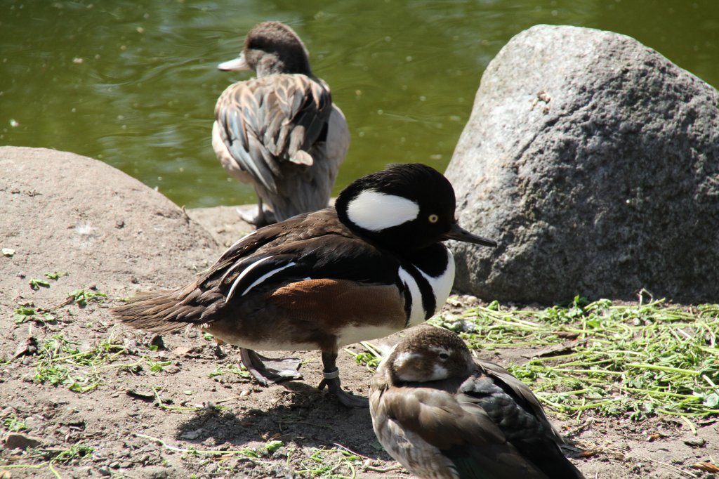 Mnnlicher Kappensger (Lophodytes cucullatus) am 18.4.2010 im Tierpark Berlin.