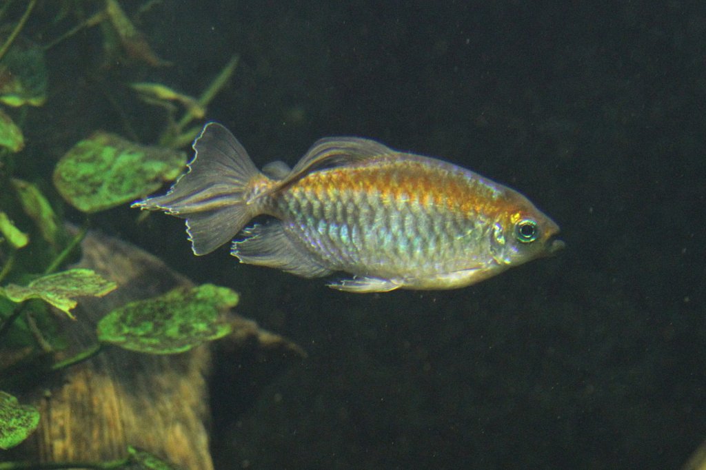 Mnnlicher Kongosalmler (Phenacogrammus interruptus) am 26.6.2010 im Leipziger Zoo.