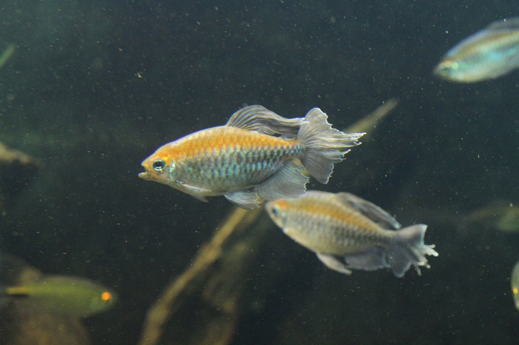 Mnnlicher Kongosalmler (Phenacogrammus interruptus) am 26.6.2010 im Leipziger Zoo.