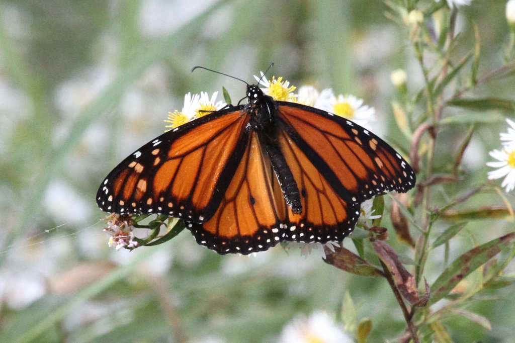 Mnnlicher Monarch (Danaus plexippus) am 26.9.2010 in der Second Marsh in Oshawa,Ont.