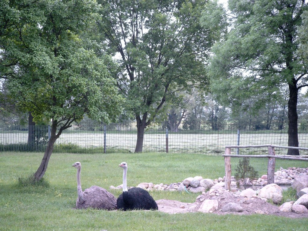 Mnnlicher und weiblicher Strau, Strauenfarm Happy Ostrich im Spreewald. www.freizeit-spreewald.de