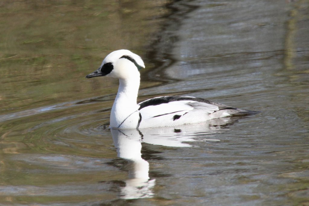 Mnnlicher Zwergsger (Mergellus albellus) im Tierpark Berlin.