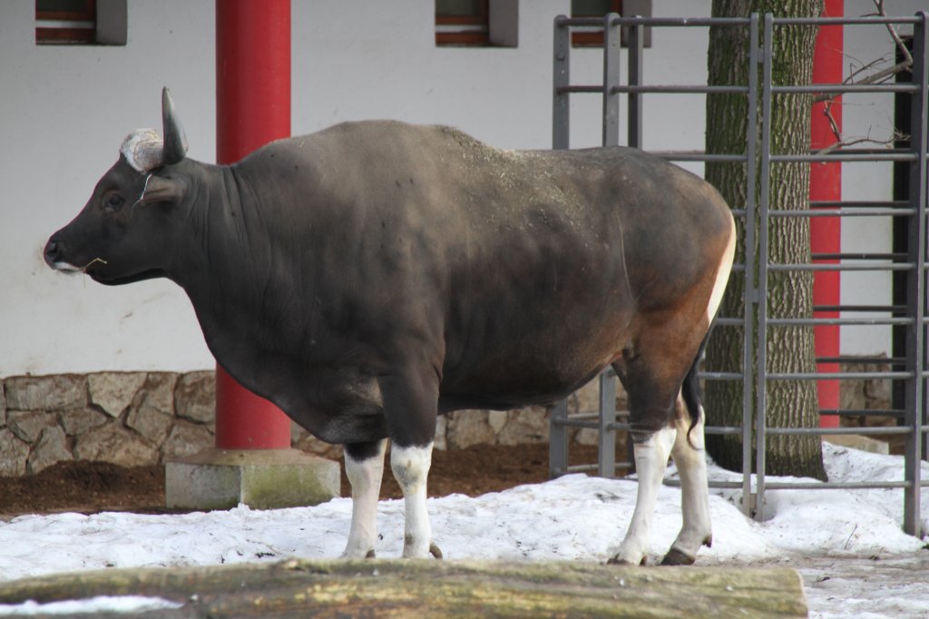 Mnnliches Java-Banteng (Bos javanicus javanicus) am 25.2.2010 im Zoo Berlin.