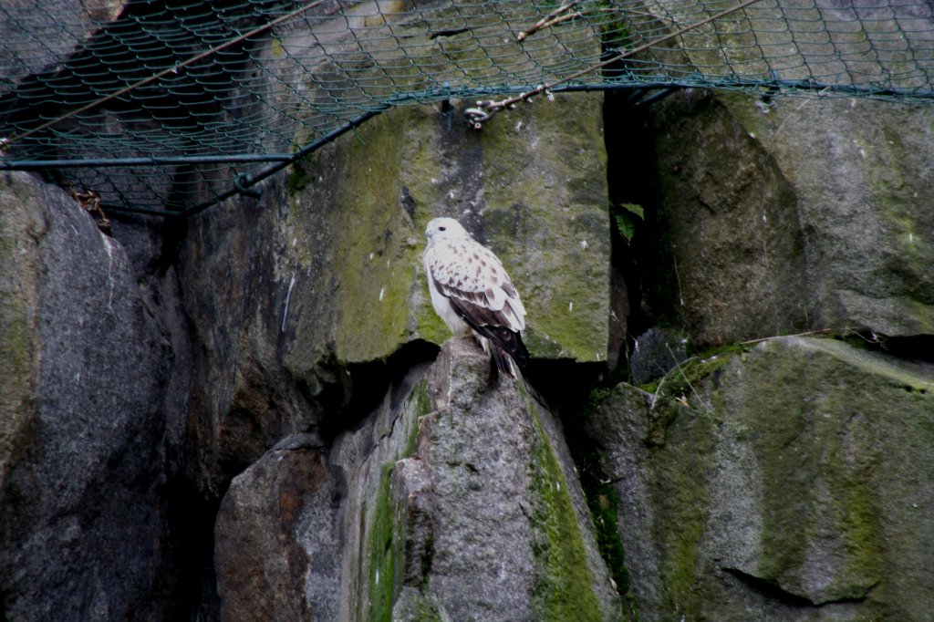 Musebussard (Buteo buteo) in einer weien Farbvariante am 13.12.2009 im Tierpark Berlin.