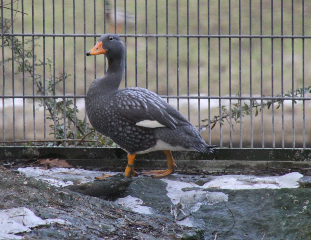 Magellan-Dampfschiffente oder Riesendampfschiffente (Tachyeres pteneres) auf Landgang. Diese Halbgnse kommen aus Sdamerika und sind flugunfhig. Zoo Berlin am 25.2.2010.