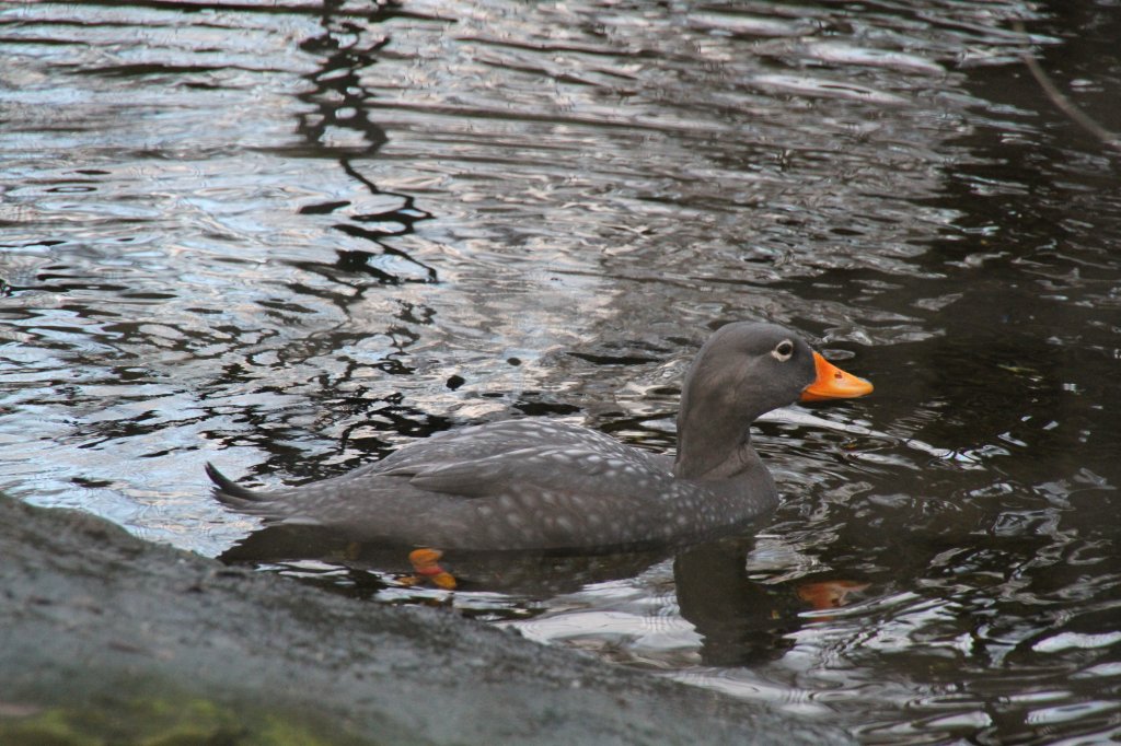 Magellan-Dampfschiffente oder Riesendampfschiffente (Tachyeres pteneres) bei der Lieblingsbeschftigung der meisten Enten, dem Baden. Zoo Berlin am 25.2.2010.
