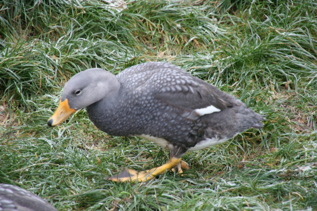 Magellan-Dampfschiffente (Tachyeres pteneres) am 13.12.2009 im Tierpark Berlin.