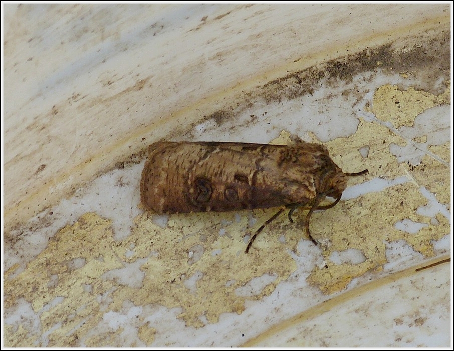 Magerwiesen-Bodeneule (Agrotis clavis). Als ich am 16.07.2013 am Abend noch Unkraut im Garten aufheben wollte sa diese Eule im Eimer, ich hatte keine Probleme diese mit einem Blatt aus dem Eimer zunehmen und Artgerecht zu  Fotografieren. 