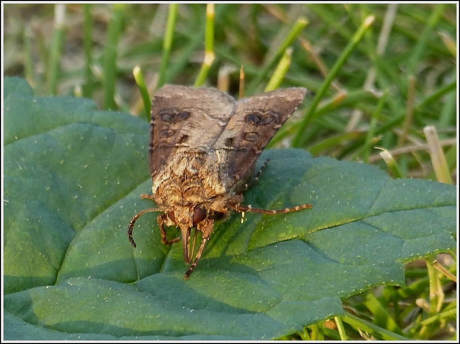 Magerwiesen-Bodeneule (Agrotis clavis), nachdem ich diesen mit einem Pflanzenblatt aus dem Eimer aufgenommen hatte konnte ich diesen Seelenruhig ablichten.  16.07.2013