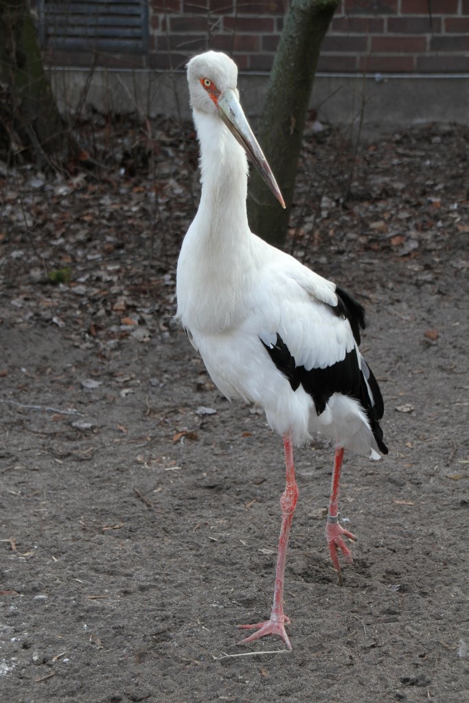 Maguaristorch (Ciconia maguari) am 11.3.2010 im Zoo Berlin. Dieser Storch stammt aus Sdamerika.