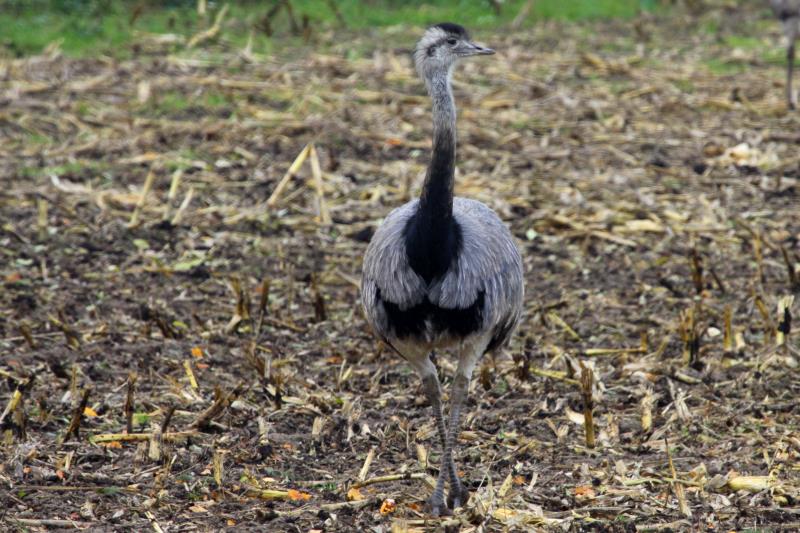 Mal wieder etwas von den Nandus in Nordwestmecklenburg. Ein Nandu Weibchen bei Utecht; 03.11.2011