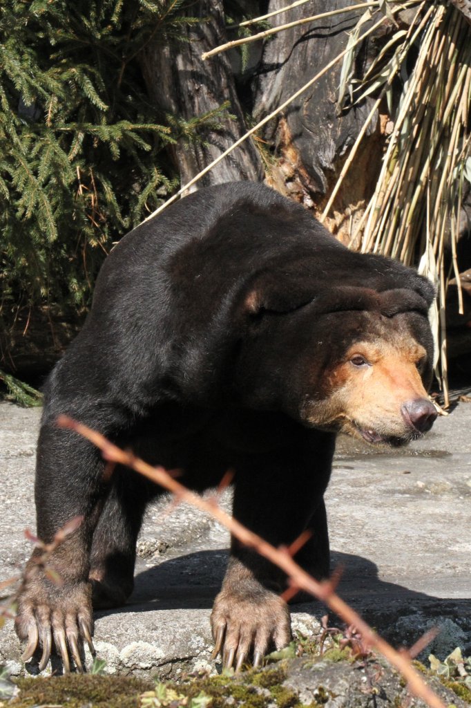 Malaienbr (Helarctos malayanus) am 19.3.2010 im Zoo Basel. Dieser se Teddybr hat ziemlich mchtige Krallen.