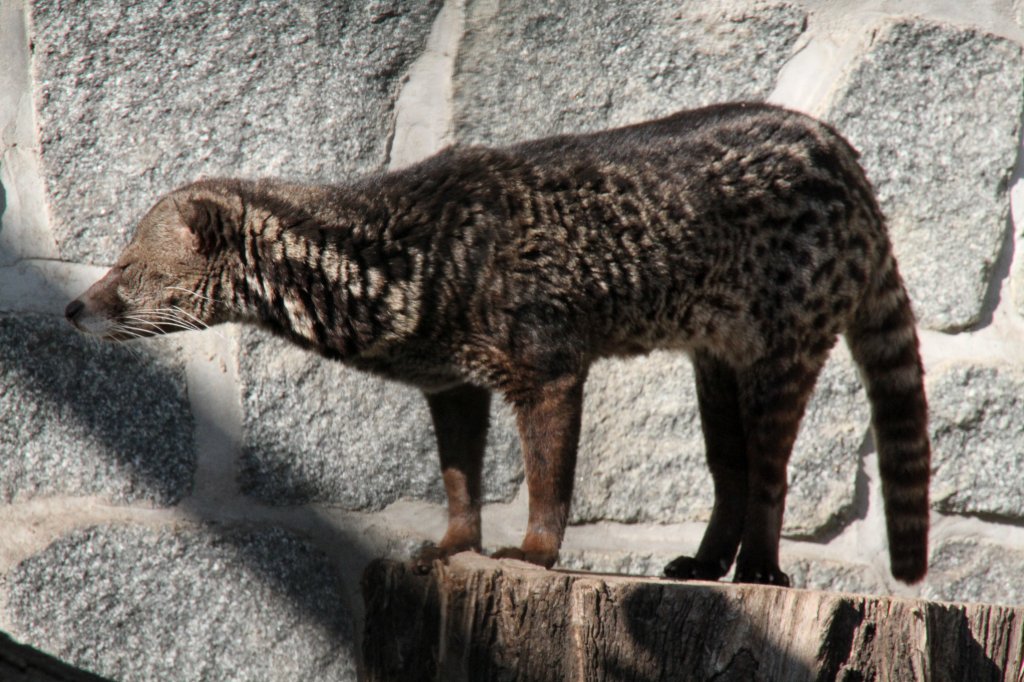 Malaiische Zibetkatze oder Kleinfleck-Zibetkatze (Viverra tangalunga) am 18.4.2010 im Tierpark Berlin. Diese Katzen wurden zur Gewinnung von Zibet gehalten (Parfmherstellung),welches aus einem Sekret der Perianaldrsen gewonnen wurde.