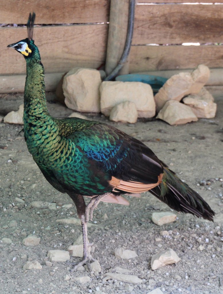 Malaiischer hrentrgerpfau (Pavo muticus muticus) am 16.6.2010 bei Montemor-o-Velho (Europaradise Parque Zoolgico).