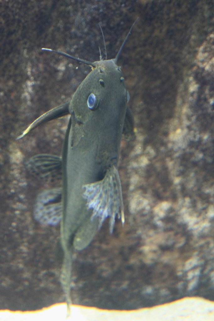 Malawi-Fiederbartwels (Synodontis njassae) am 7.5.2010 im Exotarium Oberhof.