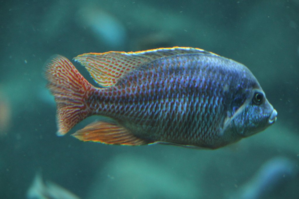 Malawibuntbarsch (Protomelas phenuchilus) am 19.3.2010 im Zoo Basel.