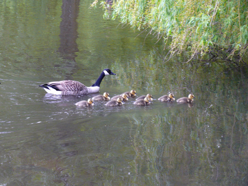 Mama oder Papa Kanadagans (Branta canadensis) unternimmt mit ihren/seinen neun Kken eine kleine Wasserwanderung; Rantzau bei Barmstedt (Kreis Pinneberg), 10.05.2010
