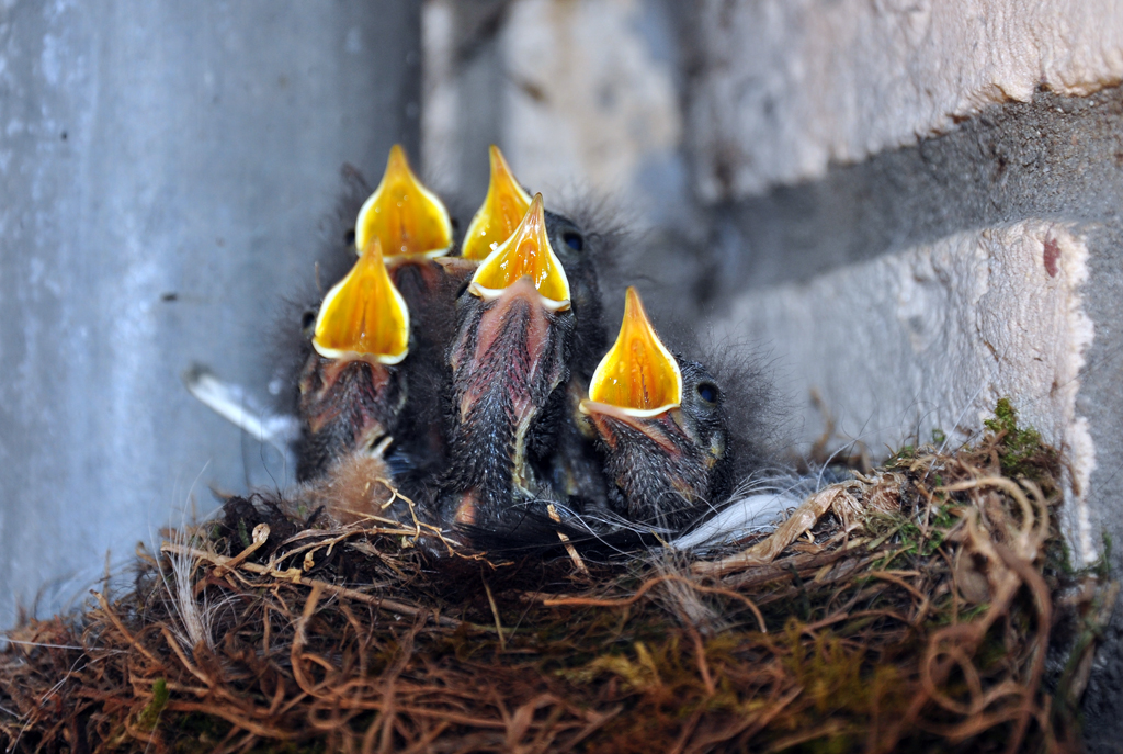  Mama - Papa, wo bleiben die Fliegen  - Hausrotschwanzkken mit Kohldampf - 29.05.2012