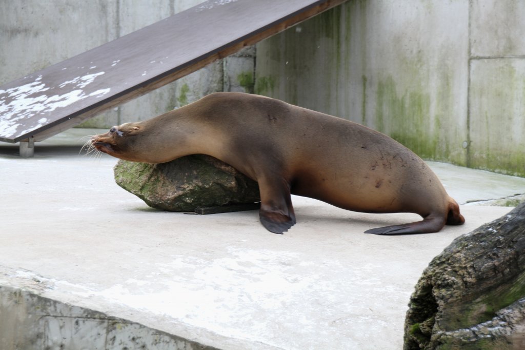 Man ist mir heute langweilig. Keine Besucher bei dem Wetter. Kalifornischer Seelwe (Zalophus californianus) am 9.2.2010 im Zoo Karlsruhe.
