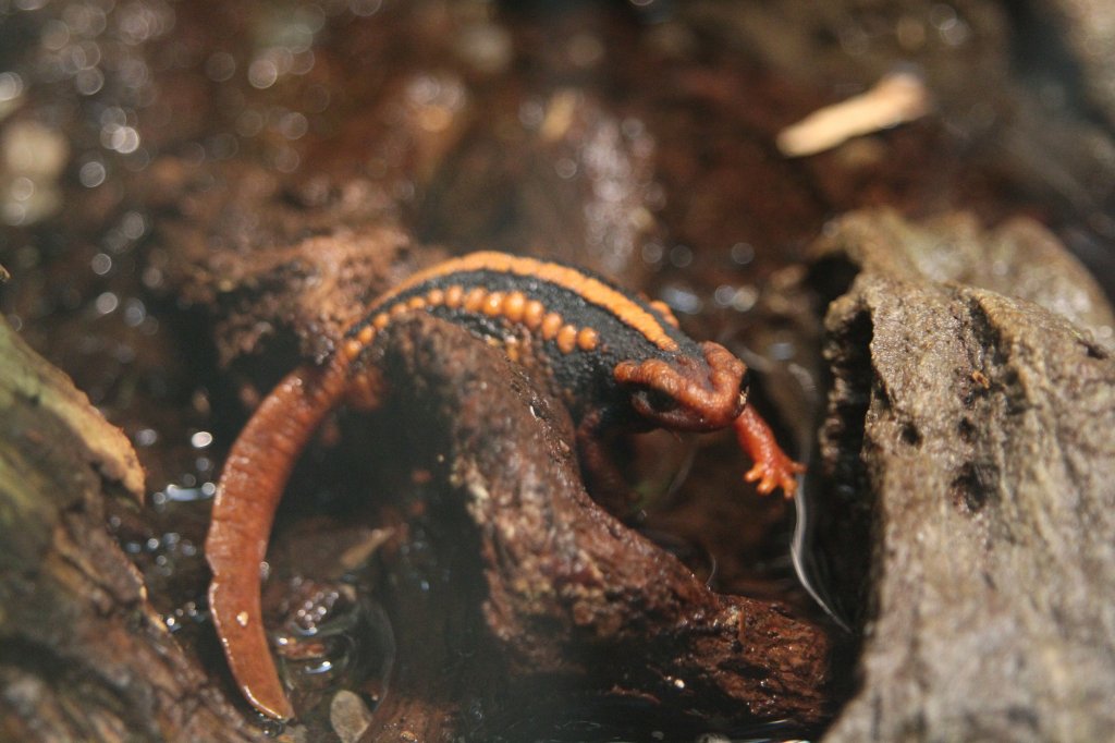 Mandarin Salamander (Tylototriton shanjing) am 25.9.2010 im Toronto Zoo.