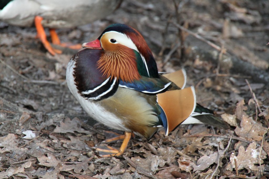 Mandarinente (Aix galericulata) am 11.3.2010 im Zoo Berlin.