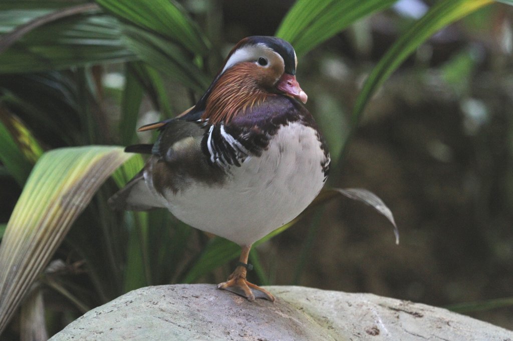 Mandarinenten (Aix galericulata) am 25.9.2010 im Toronto Zoo.