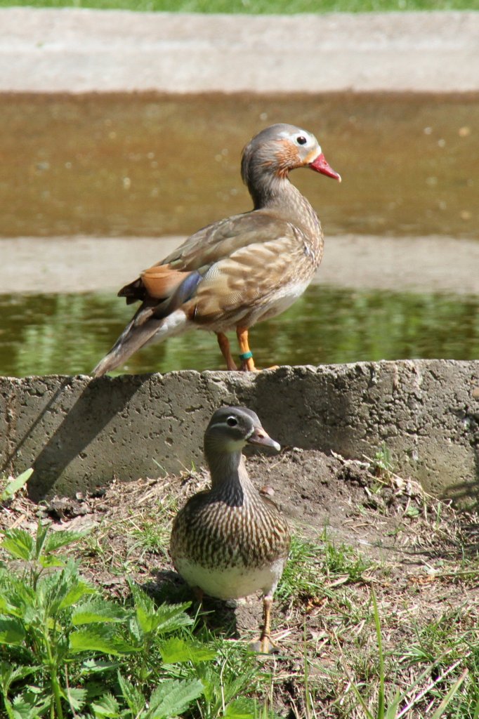 Mandarinenten-Prchen (Aix galericulata) am 26.4.2010 im Vogelpark Karlsdorf-Neuthard.