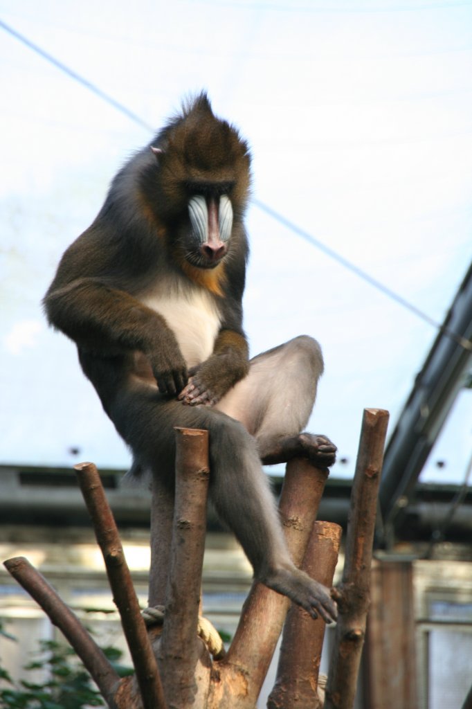 Mandrill beim Lausen. Zoo Dresen am 7.12.2009.