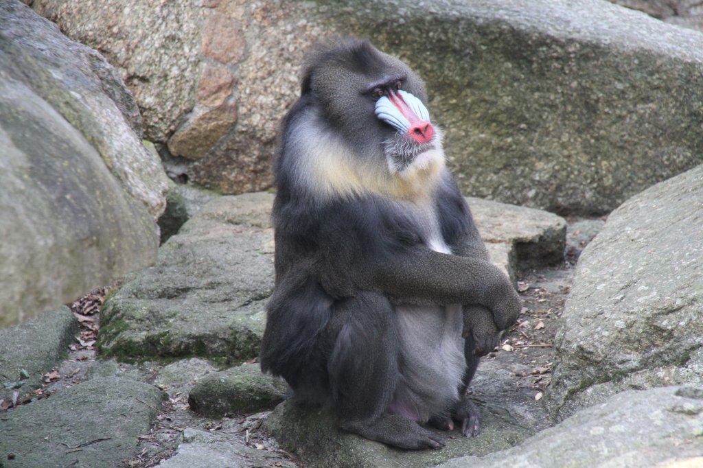 Mandrillpascha (Mandrillus sphinx) am 11.3.2010 im Zoo Berlin.