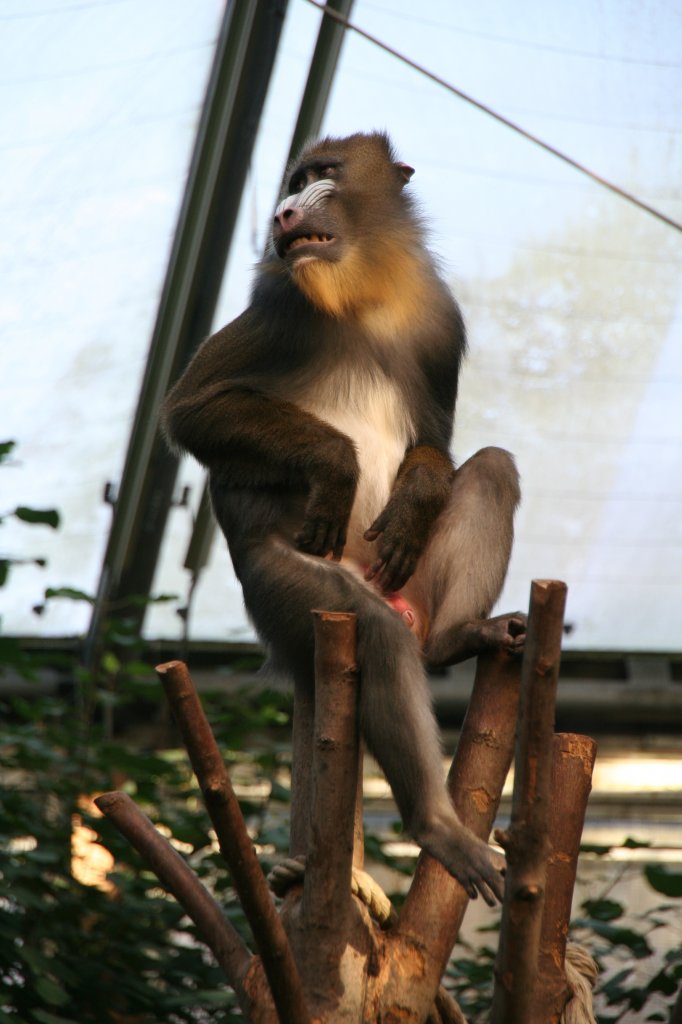 Mandrillpascha sitzt auf seinem Aussichtsplatz und beobachtet die Umgebung. 7.12.2009 im Zoo Dresden.
