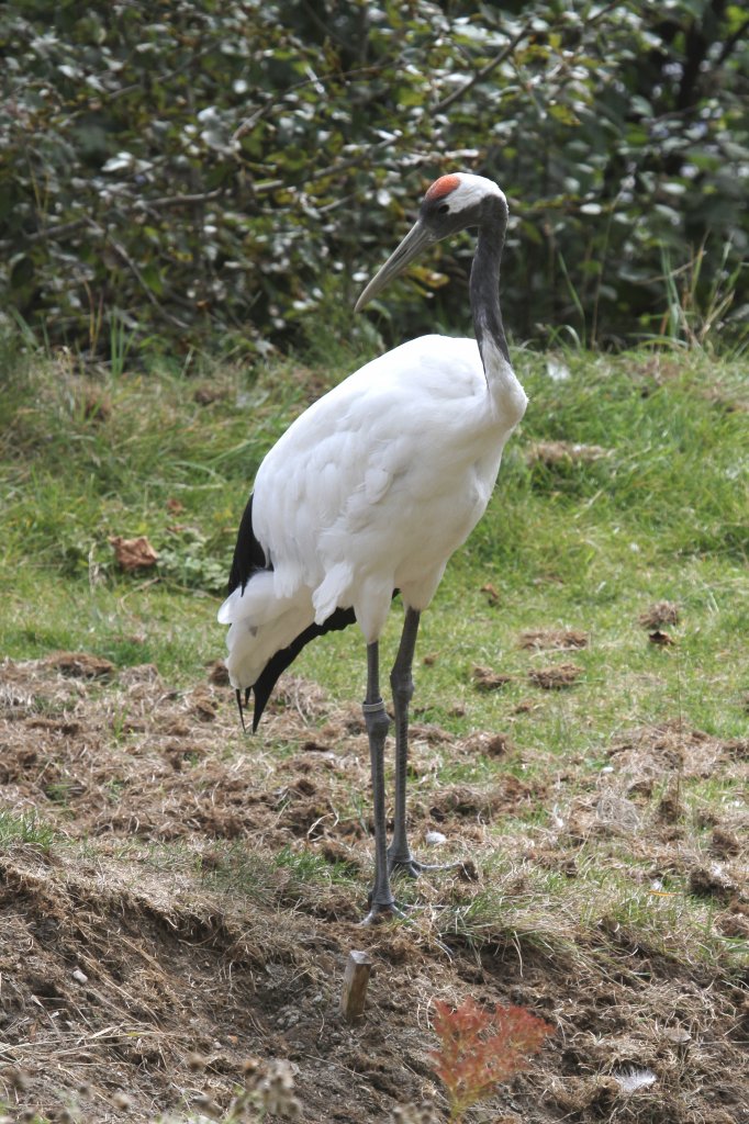 Mandschurenkranich (Grus japonensis) am 18.9.2010 im Zoo Sauvage de Saint-Flicien,QC.