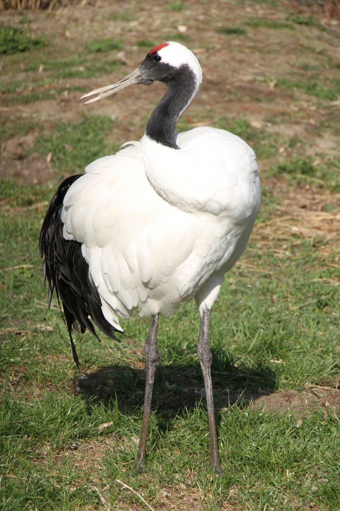 Mandschurenkranich (Grus japonensis) im Tierpark Berlin.