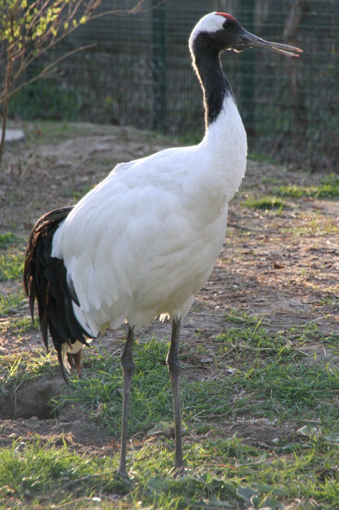 Mandschurenkranich (Grus japonensis) im Tierpark Berlin.