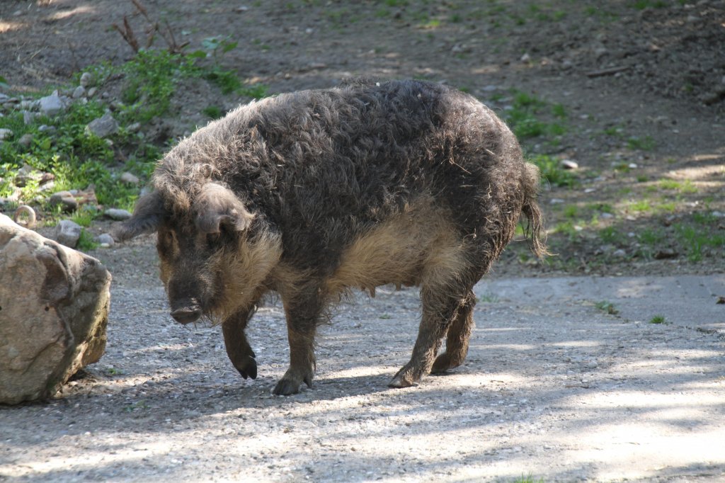 Mangalitzaschwein Schwalbenbauch am 4.6.2010 auf dem Mundenhof.