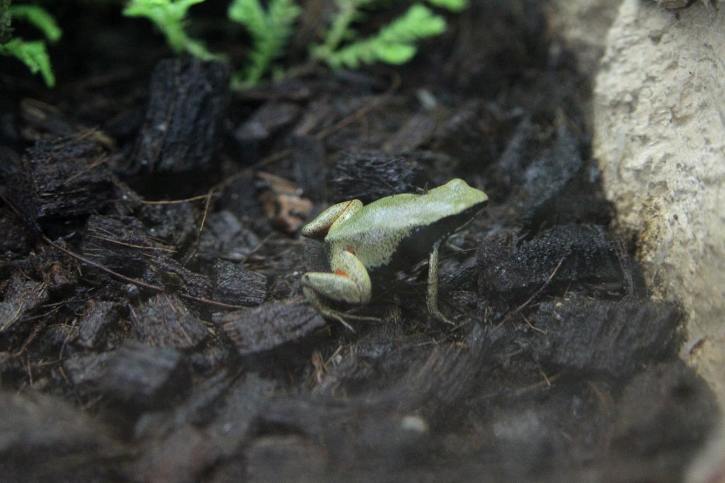 Mantella viridis am 25.9.2010 im Toronto Zoo.