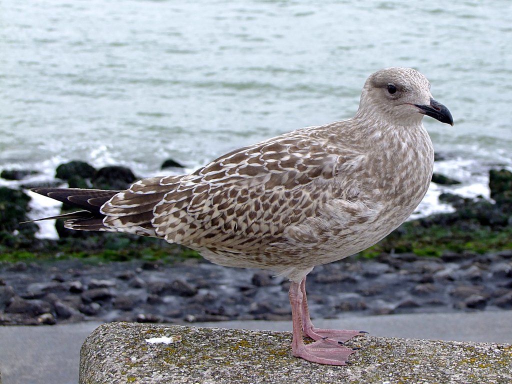 Mantelmwe (Larus marinus)behlt bis ca. zum 4.Lebensjahr ihr braunes Federkleid; 110830_