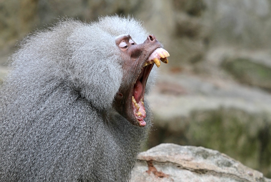 Mantelpavian - Zoo Berlin. 16.07.2012