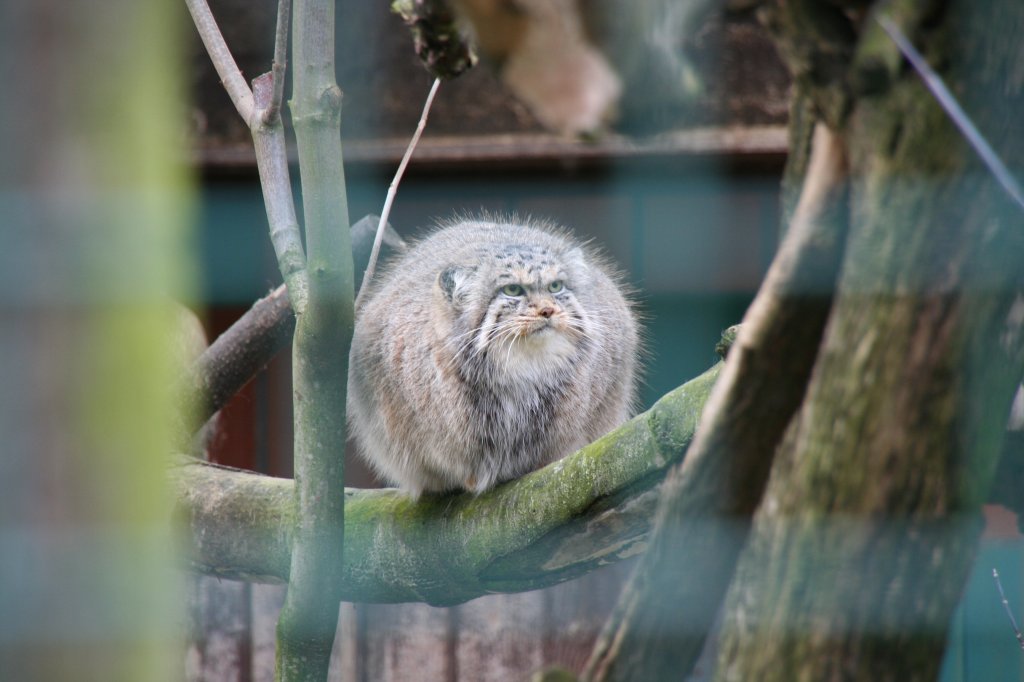 Manul (Felis manul) oder auch Pallaskatze am 13.12.2009 im Tierpark Berlin. Die Katze sieht in Ihrem Winterkleid wie aufgeblasen aus.