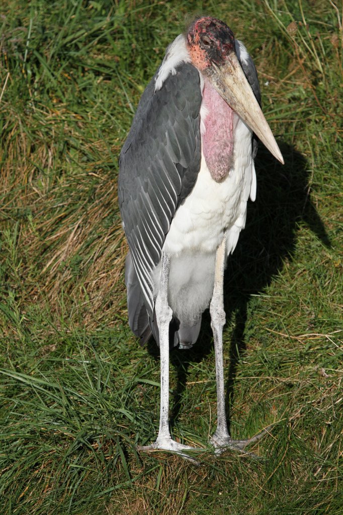 Marabu (Leptoptilos crumeniferus) am 13.9.2010 im Toronto Zoo.