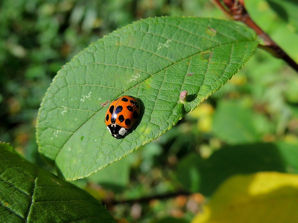 Marienkfer (Coccinellidae)sucht auf einem Blatt nach Nahrung; 121014