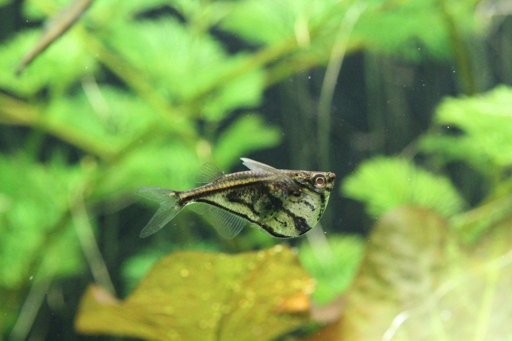 Marmorierte Beilbauchfisch (Carnegiella strigata) am 9.2.2010 im Vivarium Karlsruhe.