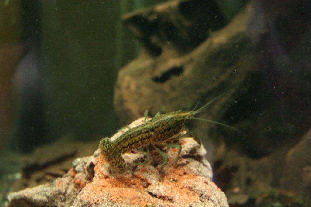 Marmorkrebs (Procambarus sp.) am 12.12.2009 im Zoo-Aquarium Berlin.
