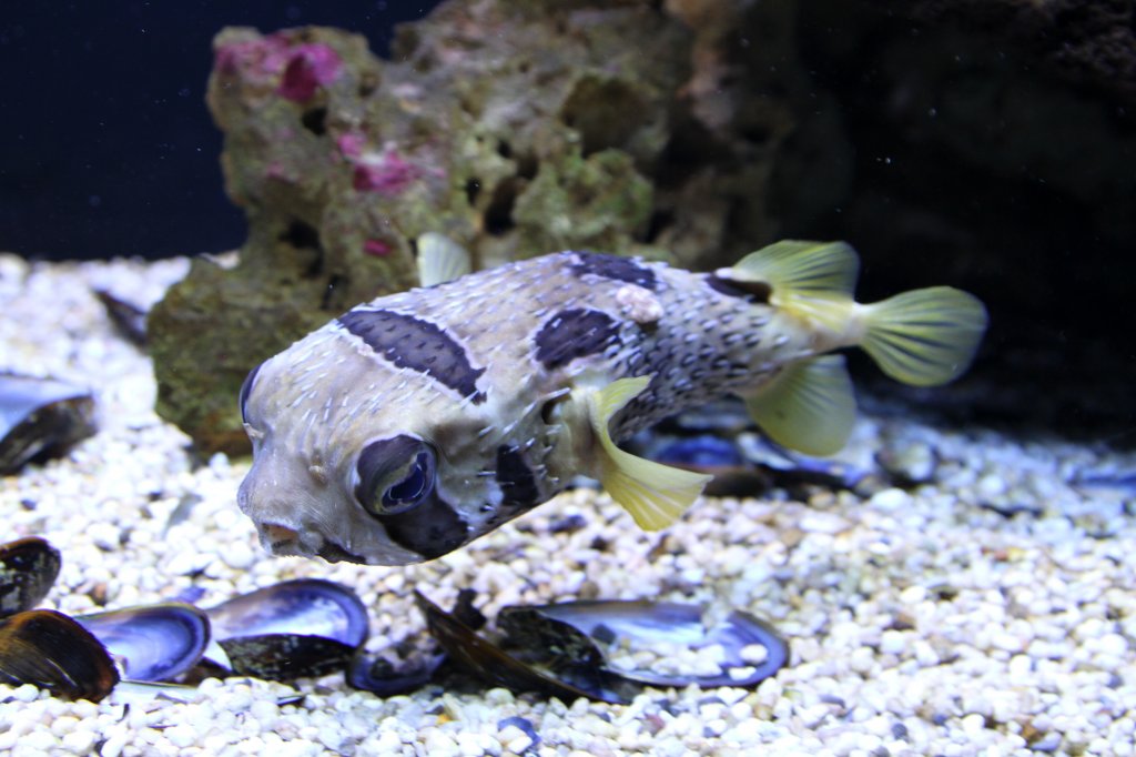 Masken-Igelfisch (Diodon liturosus) am 23.4.2010 im Meeresaquarium Zella-Mehlis.