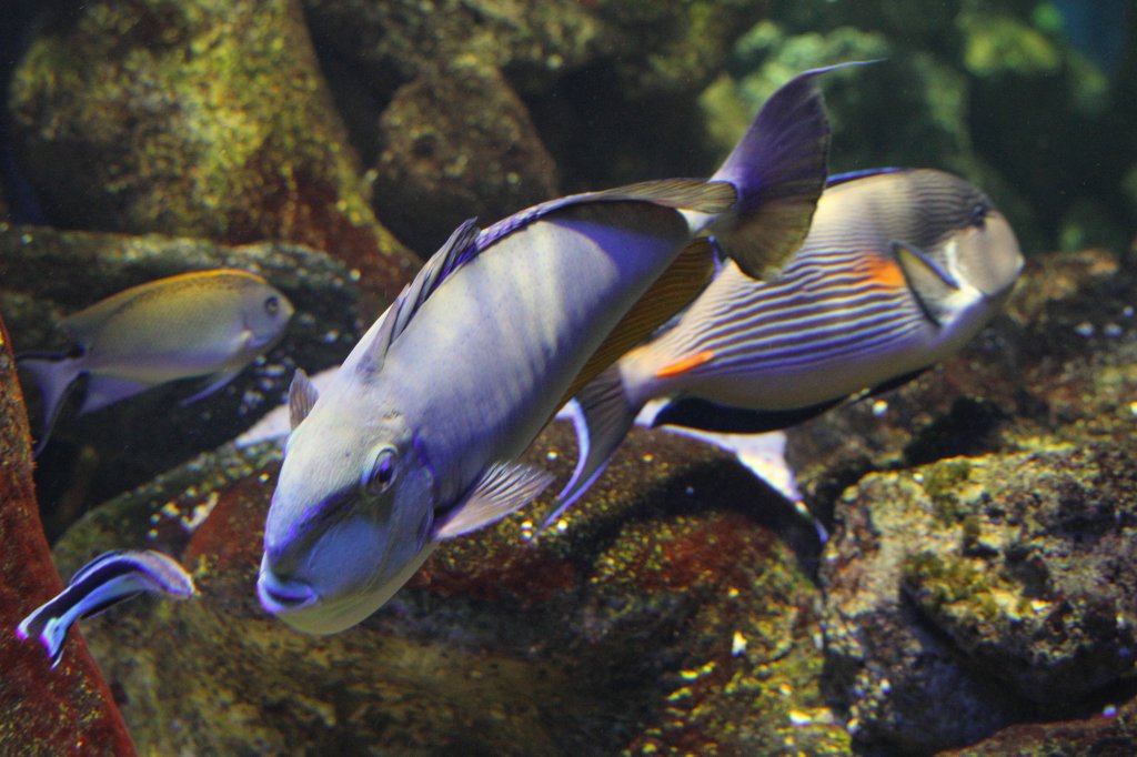 Masken-Nasendoktorfisch (Naso vlamingi) am 19.3.2010 im Zooaquarium Basel.