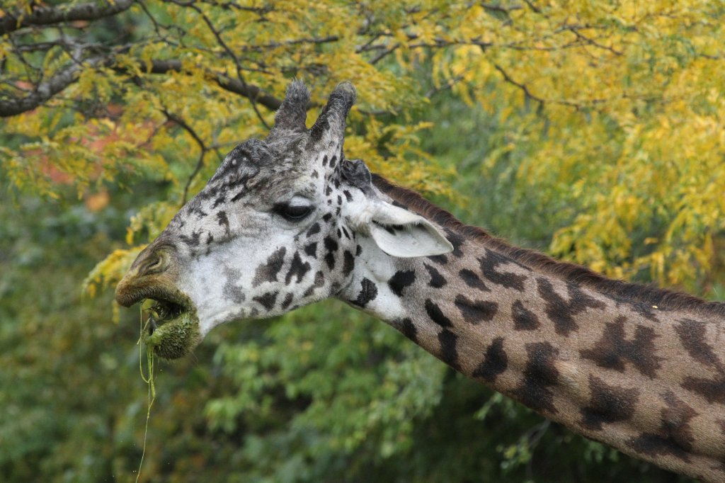 Massai-Giraffe (Giraffa camelopardalis tippelskirchi) am 25.9.2010 im Toronto Zoo.