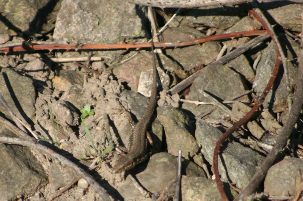 Mauereidechse am Bahndamm. Renchen, 2.5.2008. 
