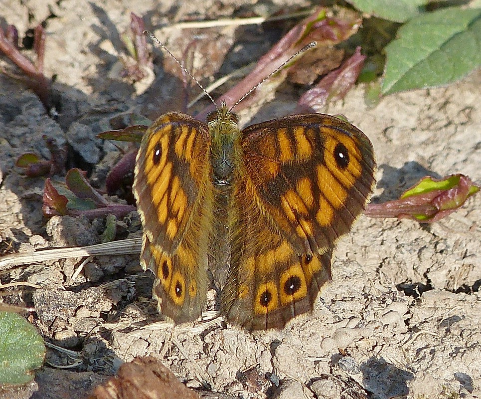 Mauerfuchs (Lasiommata megera) aufgenommen am 08.06.2013.